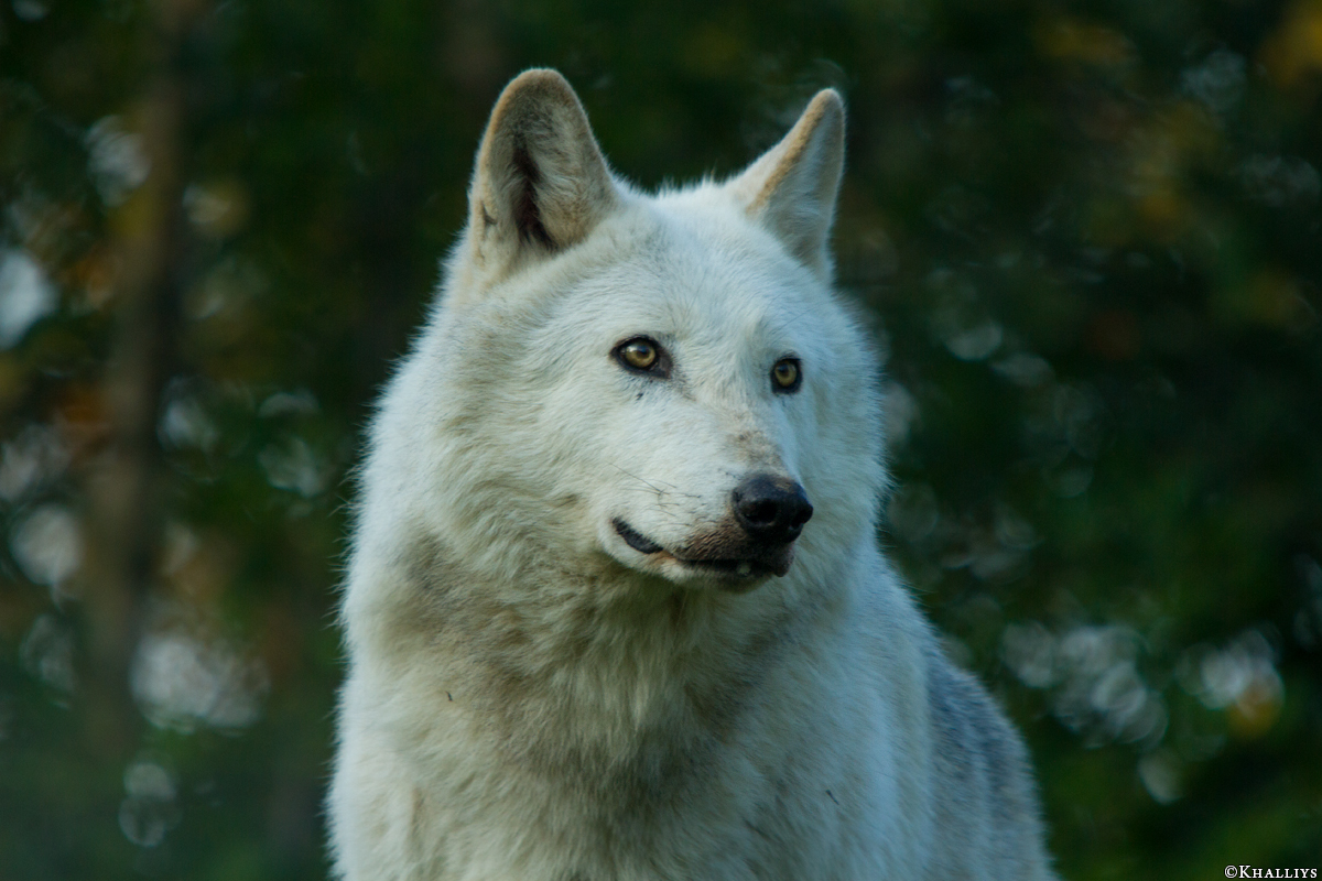 Wolf_Dub1410-Leikun-18