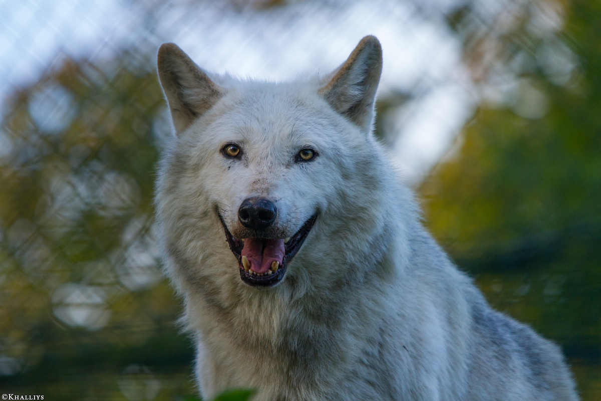 Wolf_Dub1410-Leikun-21