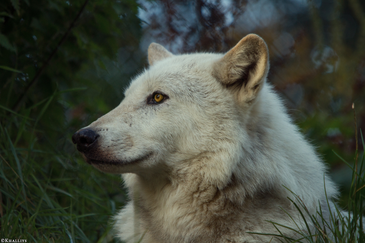 Wolf_Dub1410-Leikun-24