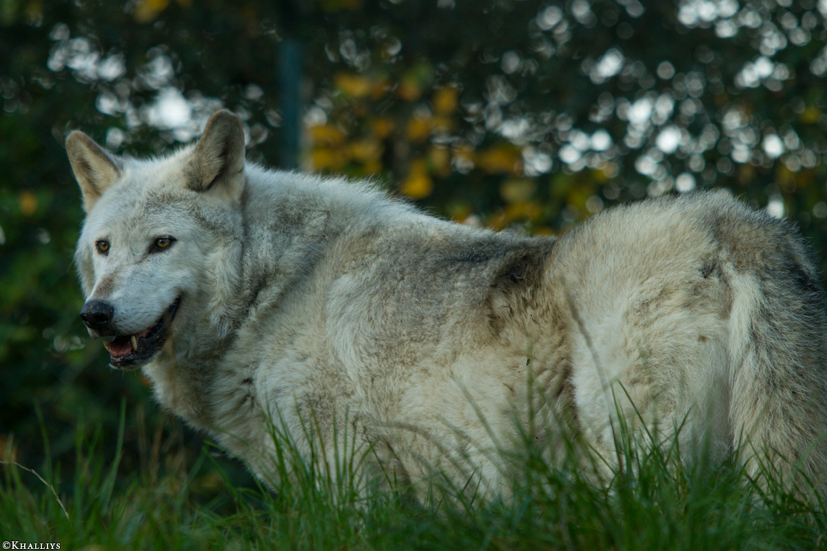 Wolf_Dub1410-Motomo-05