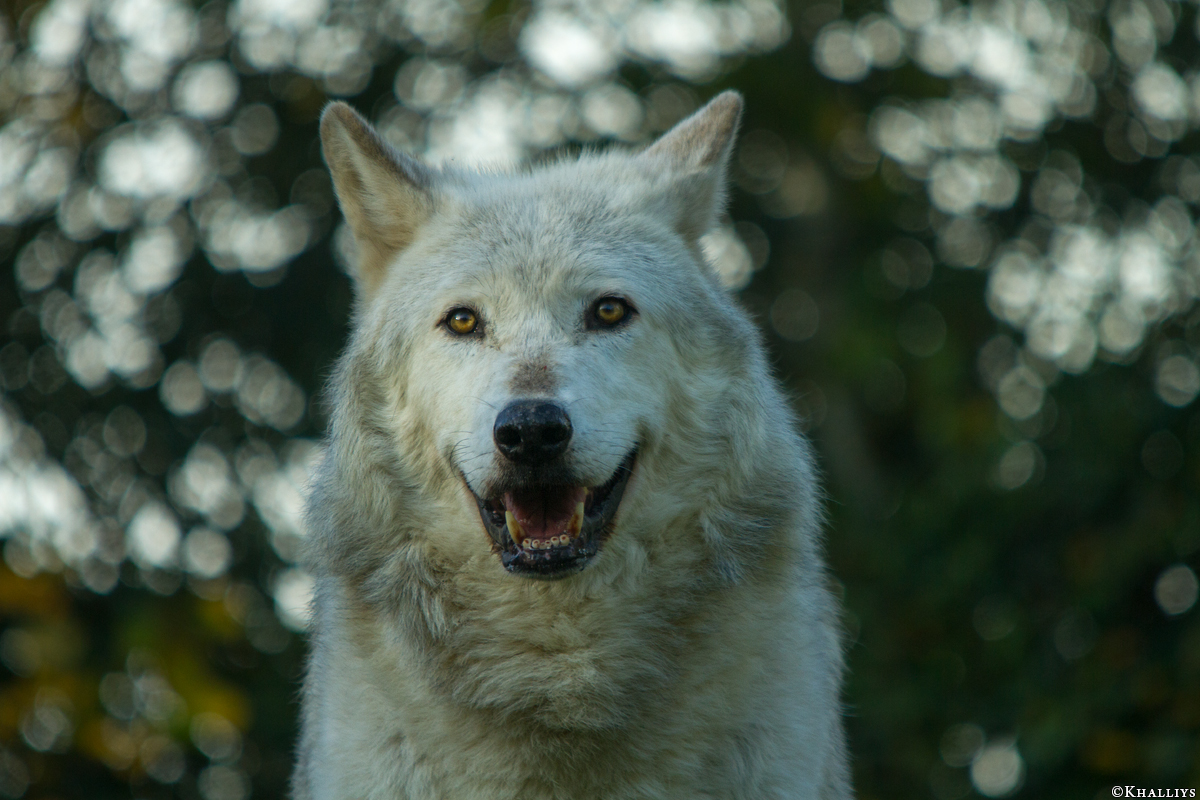 Wolf_Dub1410-Motomo-06
