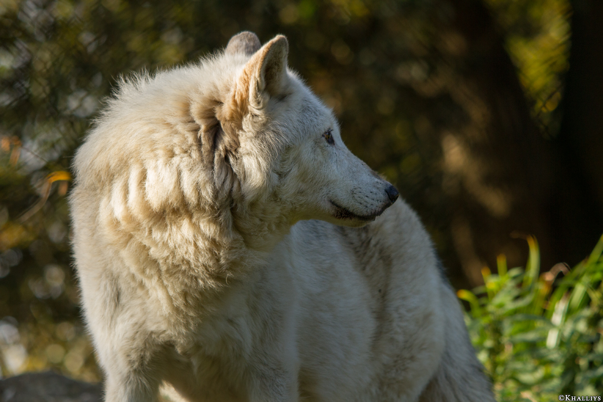 Wolf_Dub1410-Motomo-09
