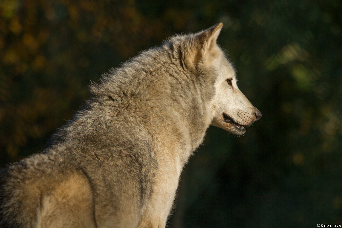 Wolf_Dub1410-Tahni-04