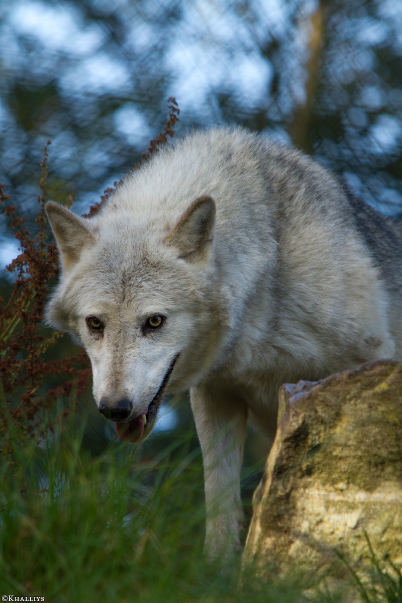 Wolf_Dub1410-Tahni-05