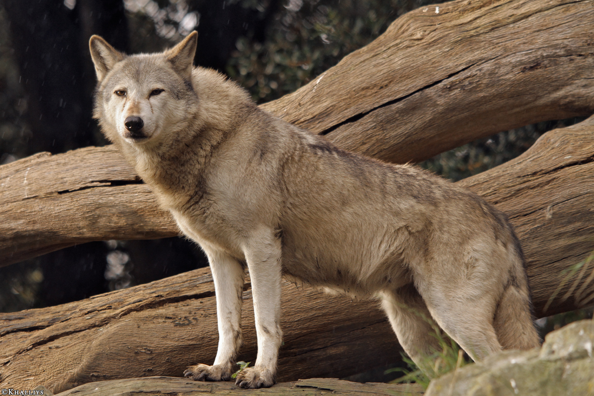 Wolf_Dub1410-Tear-03