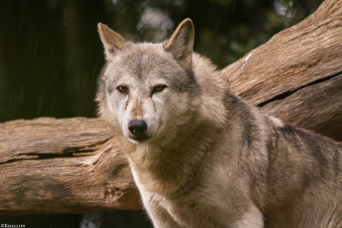 Wolf_Dub1410-Tear-05