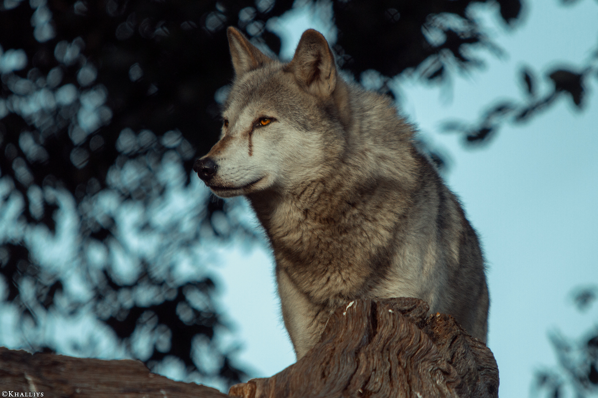 Wolf_Dub1410-Tear-10