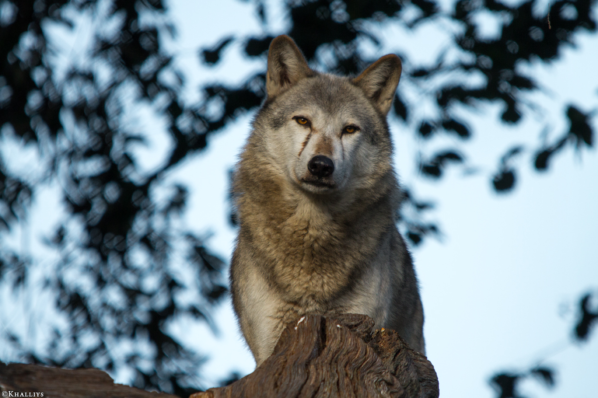 Wolf_Dub1410-Tear-12