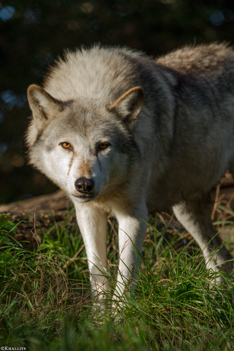 Wolf_Dub1410-Tear-14