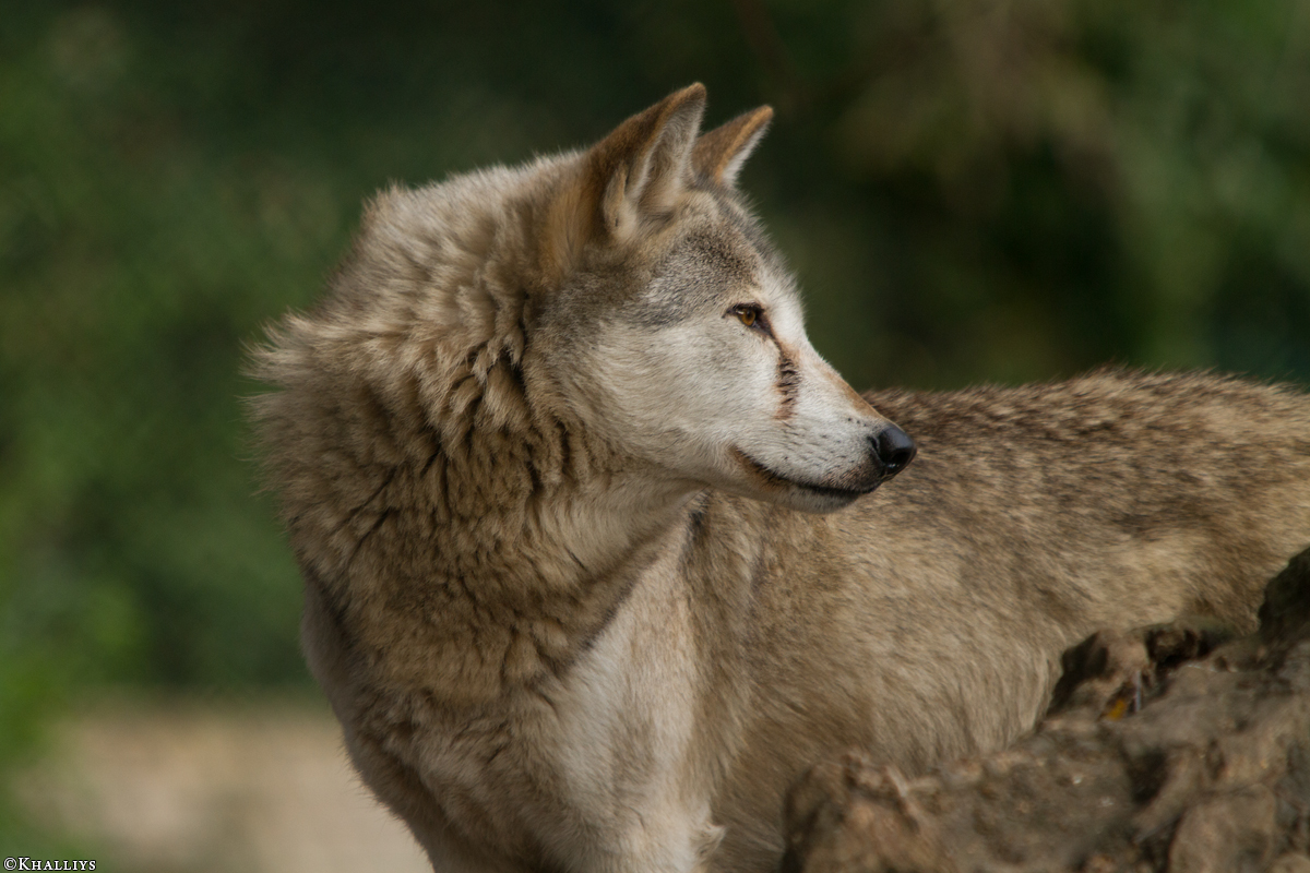 Wolf_Dub1410-Tear-18