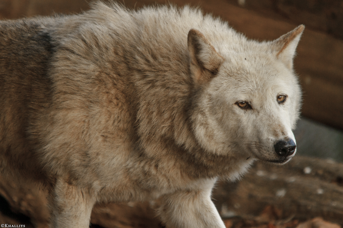Wolf_Dub1501-Chenoa-09