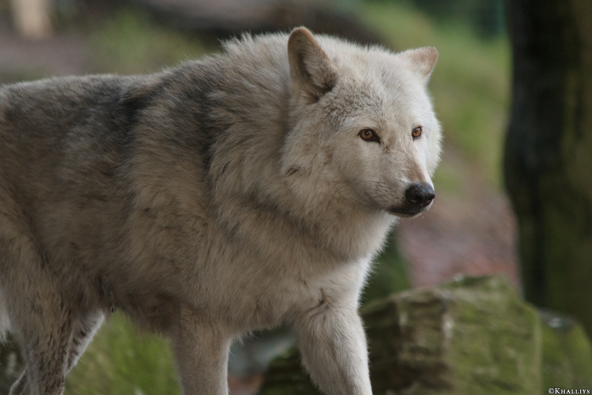Wolf_Dub1501-Chetan-02