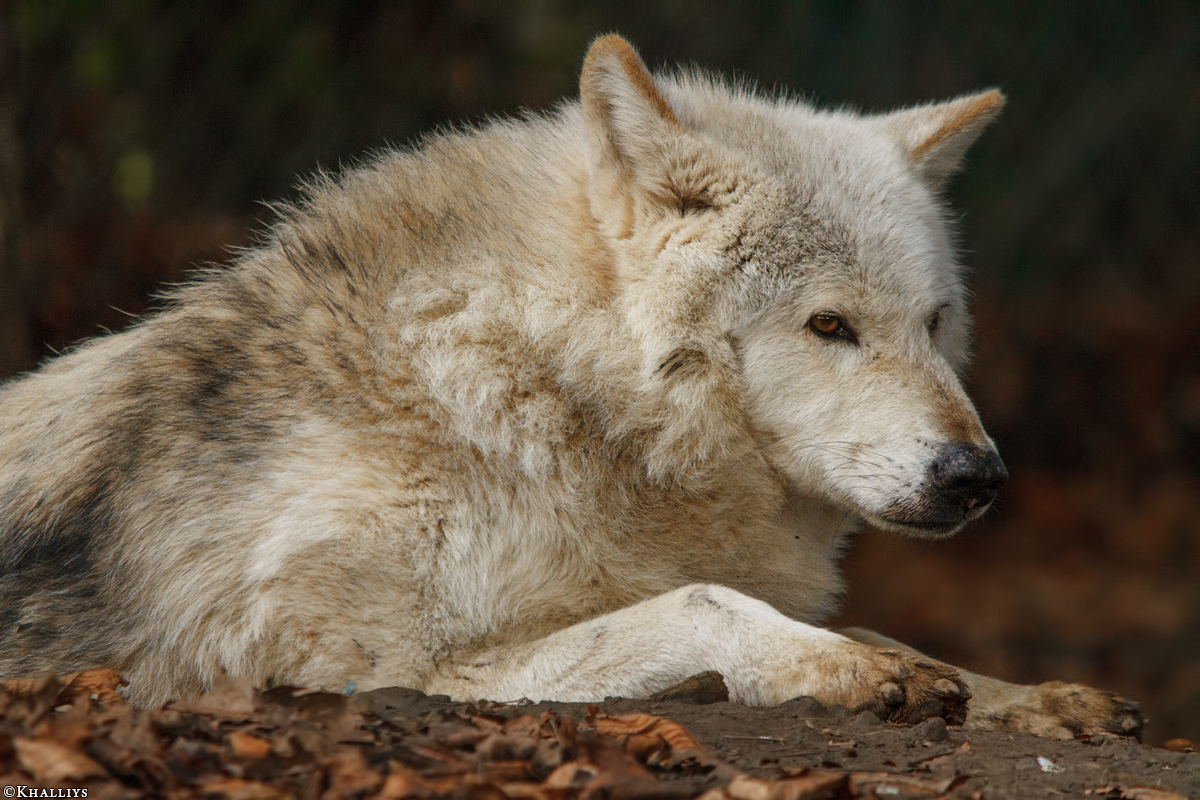 Wolf_Dub1501-Chetan-07