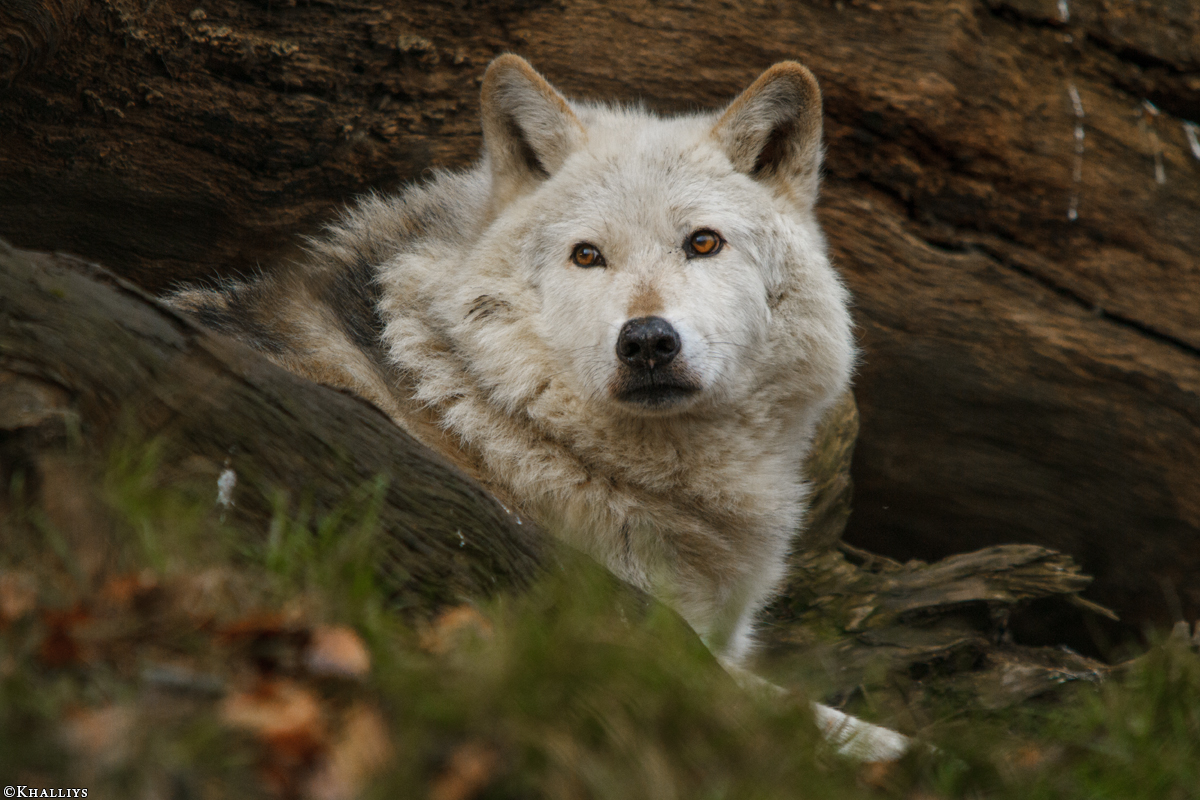 Wolf_Dub1501-Chetan-12