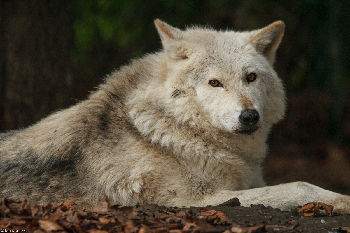 Wolf_Dub1501-Chetan-14