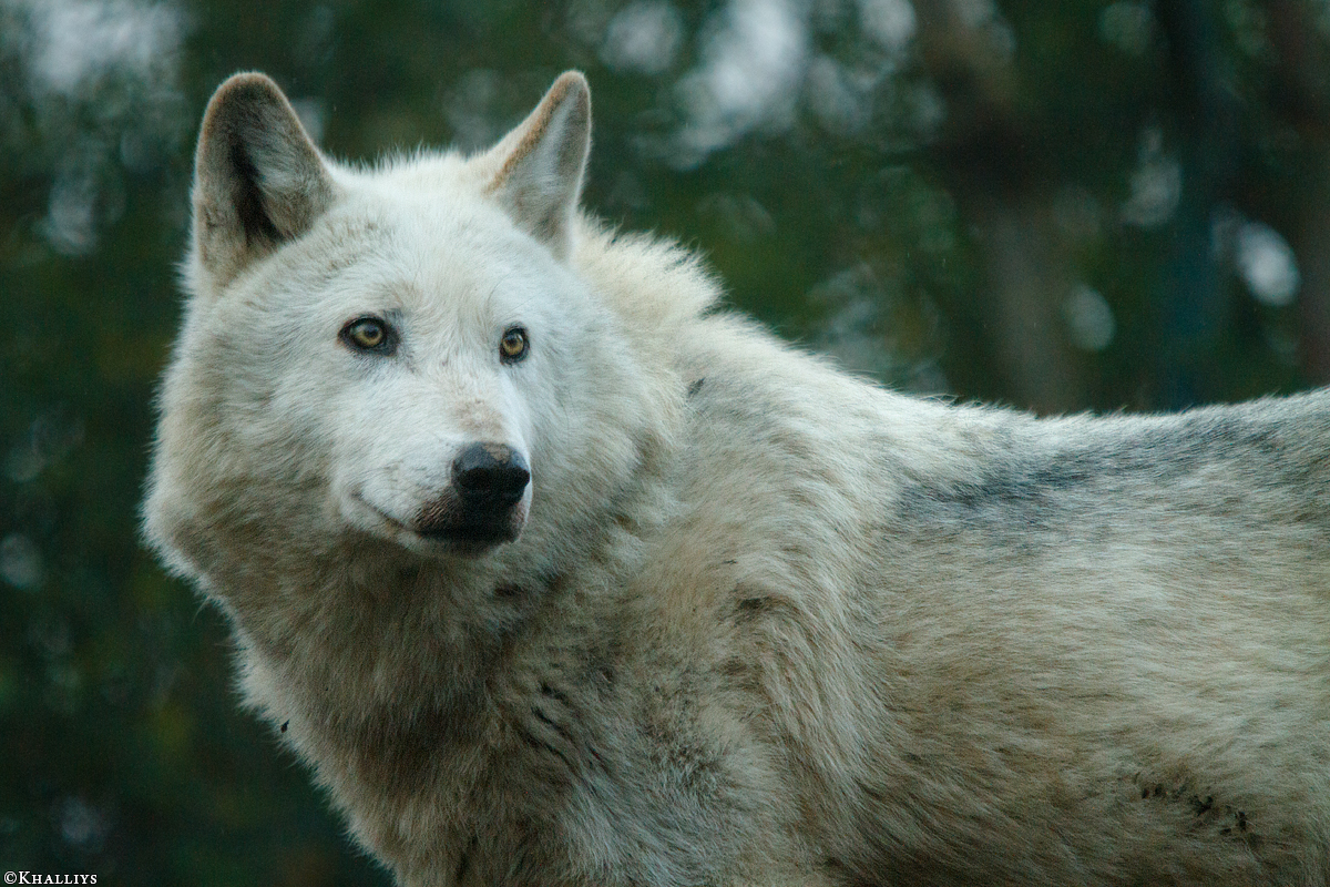 Wolf_Dub1501-Leikun-02