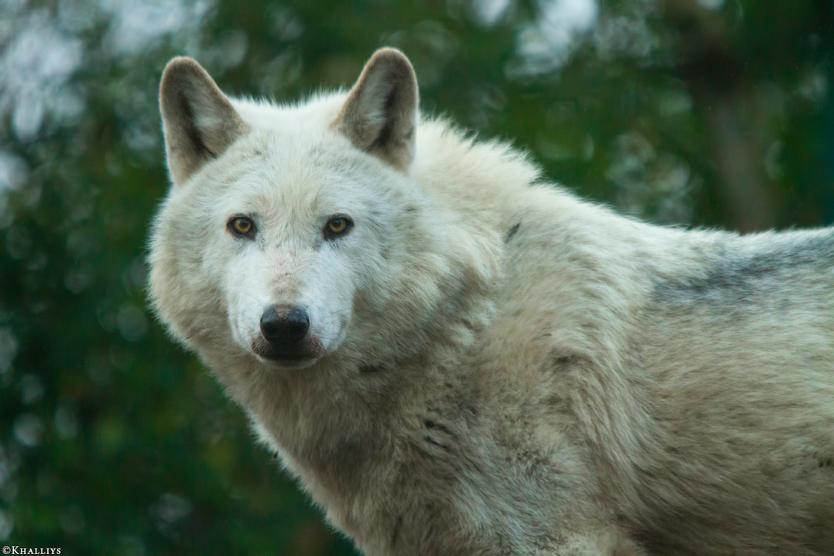 Wolf_Dub1501-Leikun-03