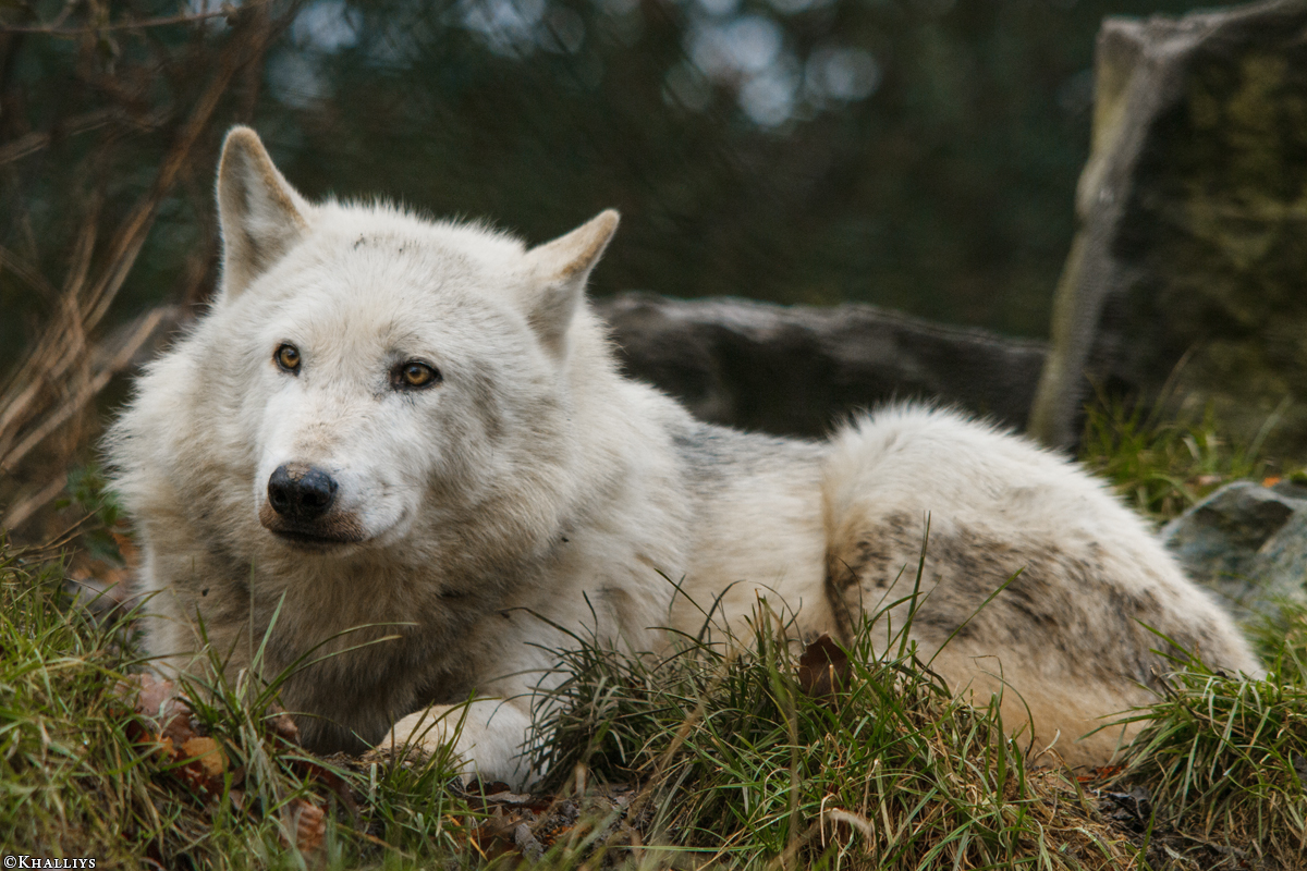 Wolf_Dub1501-Leikun-11