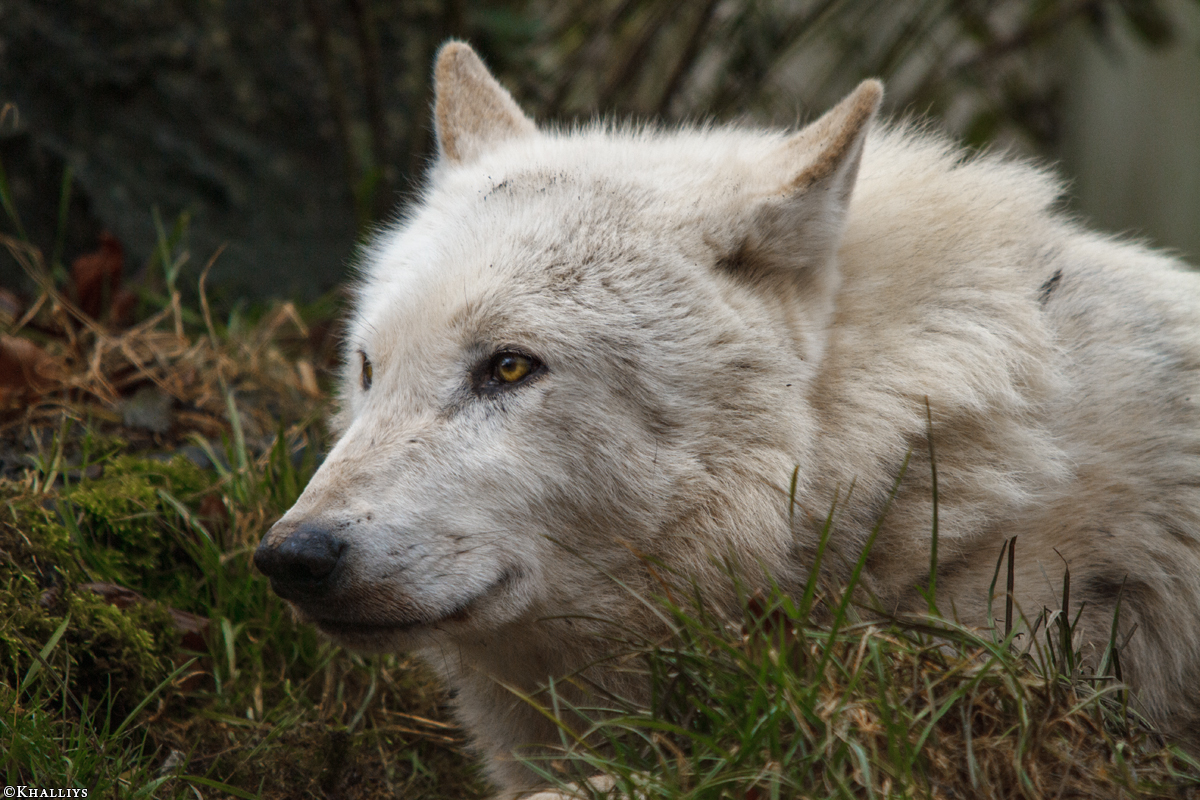 Wolf_Dub1501-Leikun-13