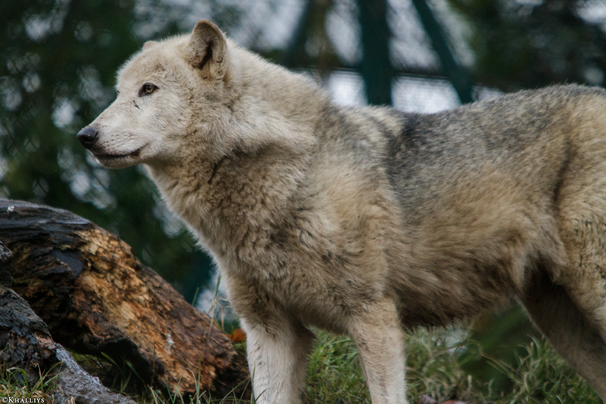 Wolf_Dub1501-Tahni-02