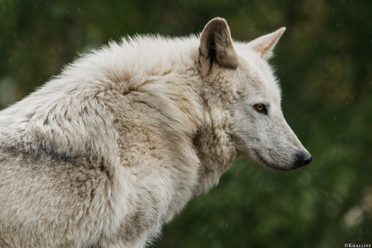 Wolf_Dub1505-Leikun-03