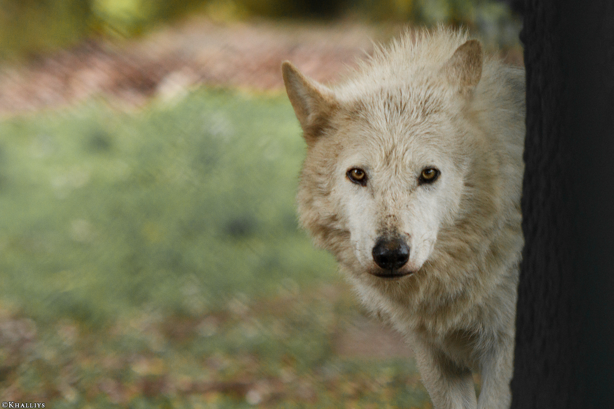 Wolf_Dub1505-Leikun-07