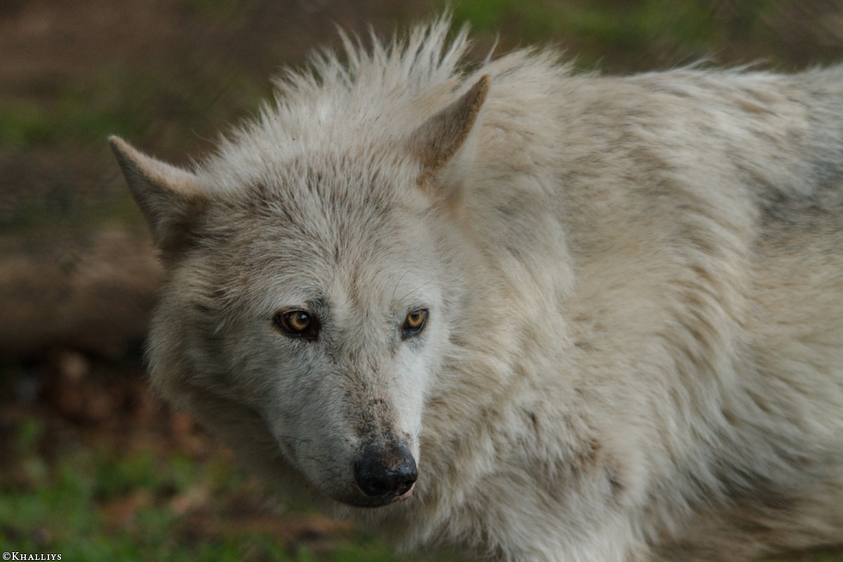 Wolf_Dub1505-Leikun-12