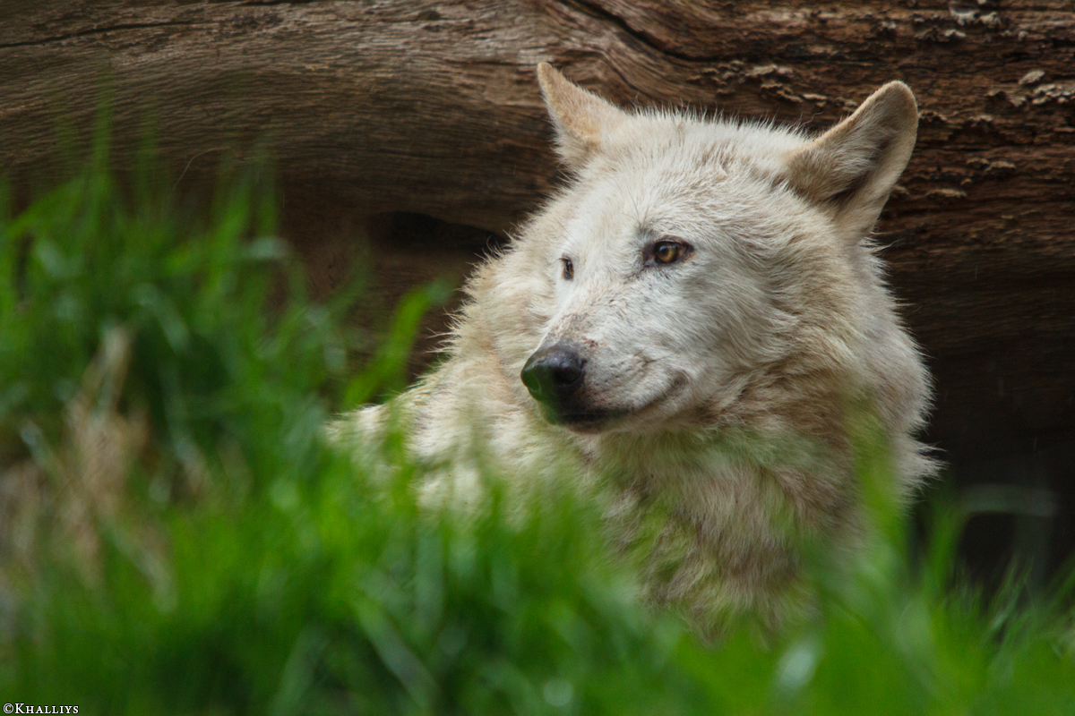 Wolf_Dub1505-Leikun-20