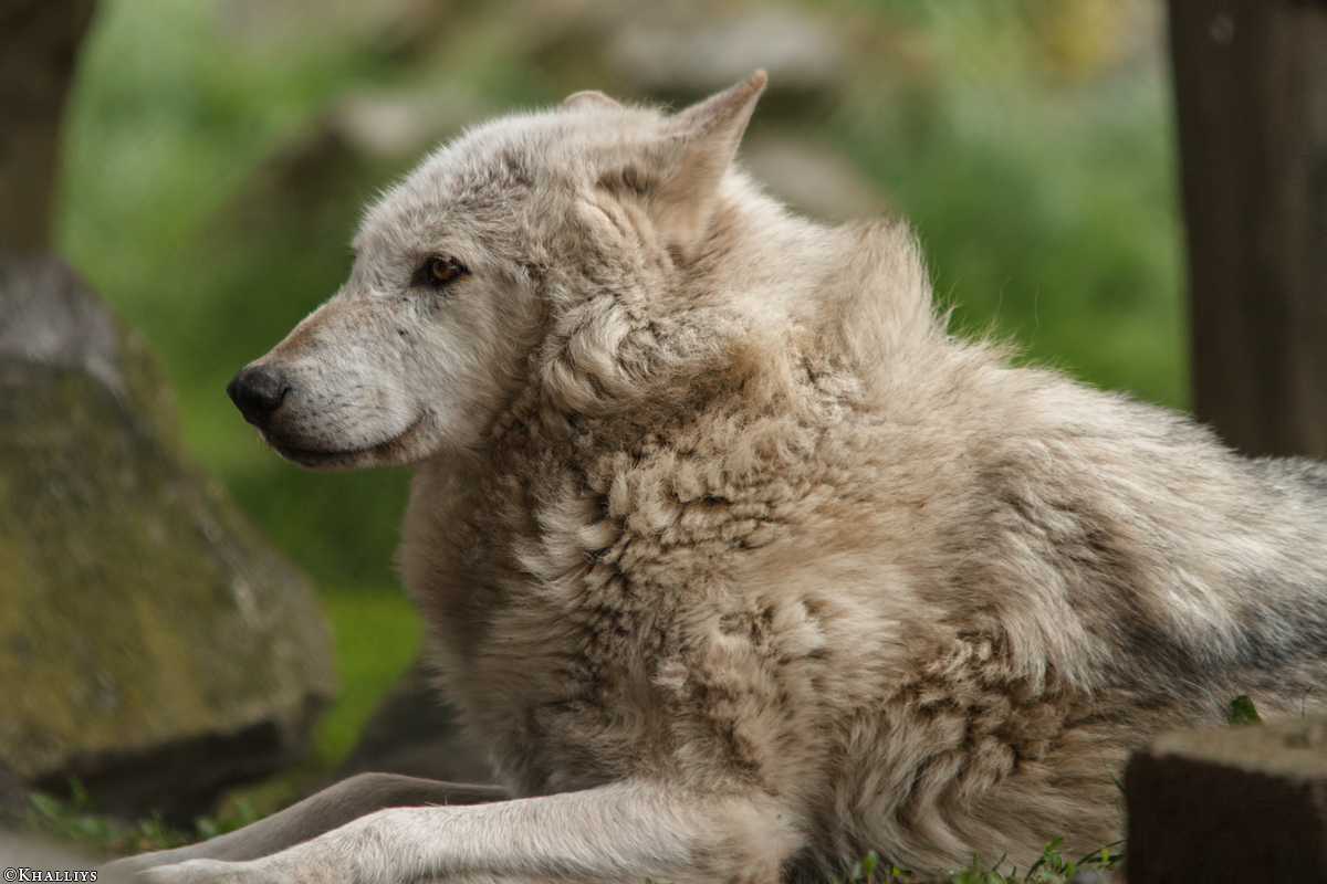 Wolf_Dub1505-Motomo-01