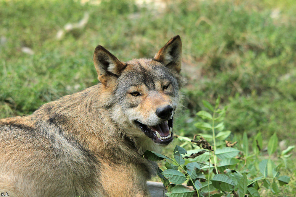 Wolf_BadM1109-Brown-2