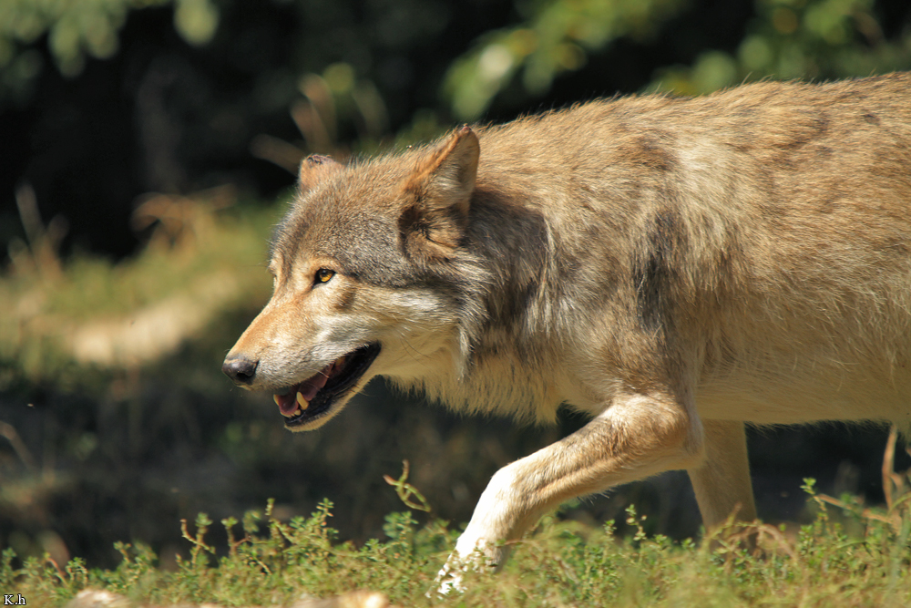 Wolf_BadM1109-Brown-3