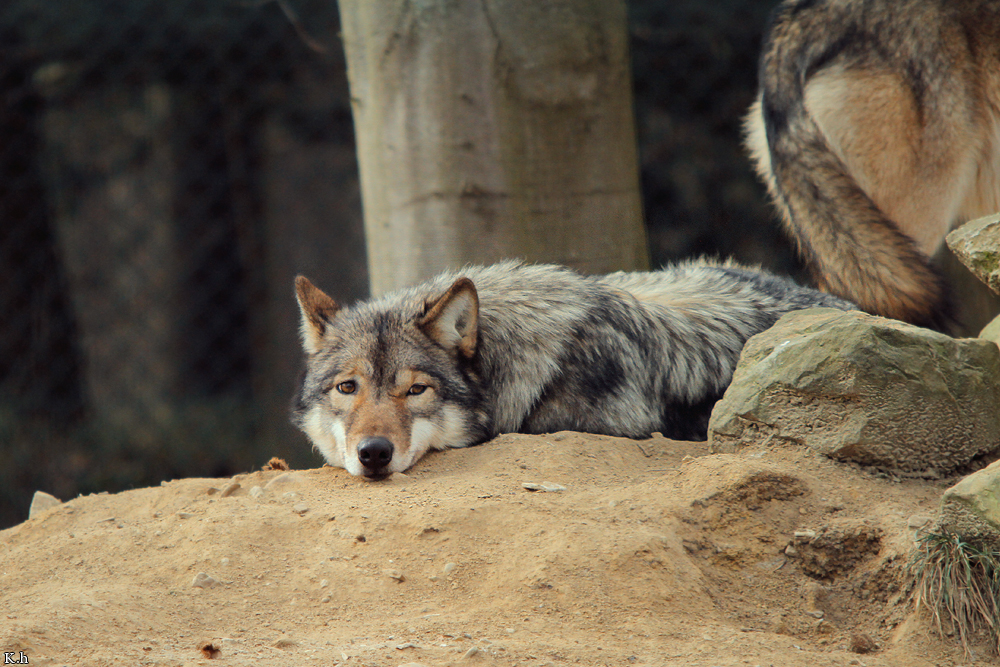 Springe1202Kati_Yakima-01