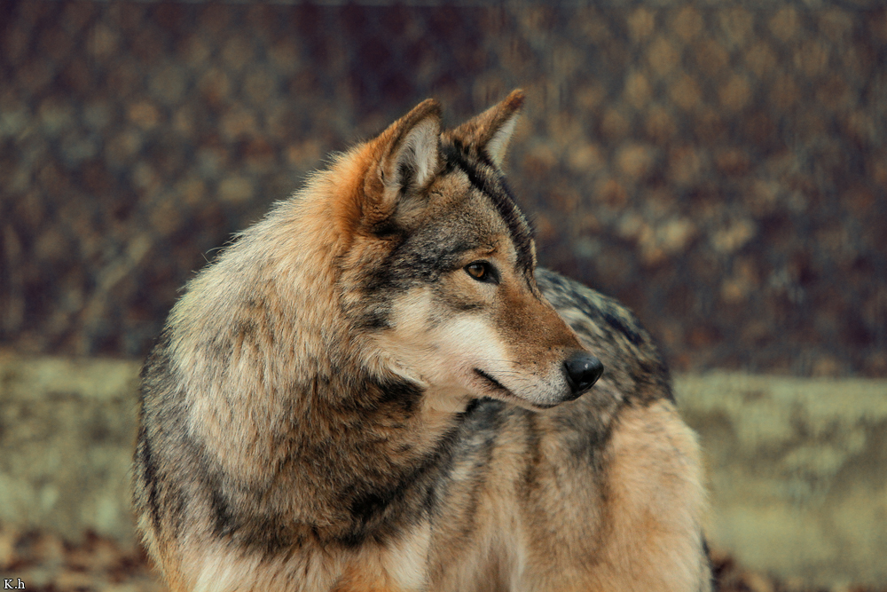 Springe1202Kati_Yakima-02