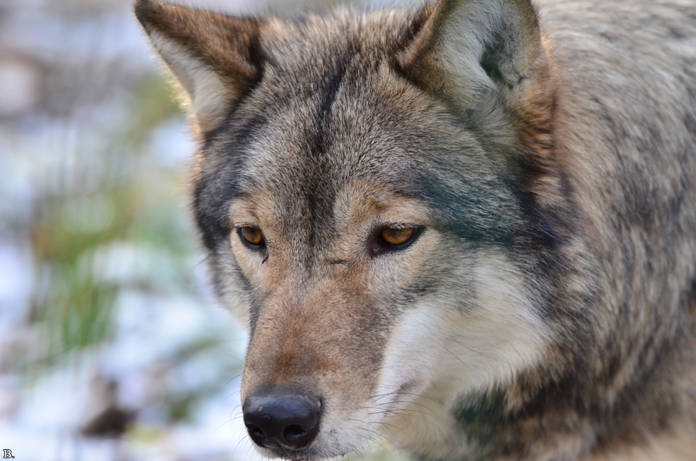 Springe1203BineG_Yakima-22