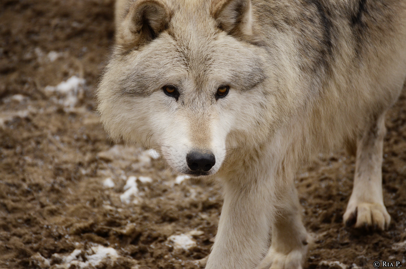WolfScienceCenter1201Ria_Nanuk-01