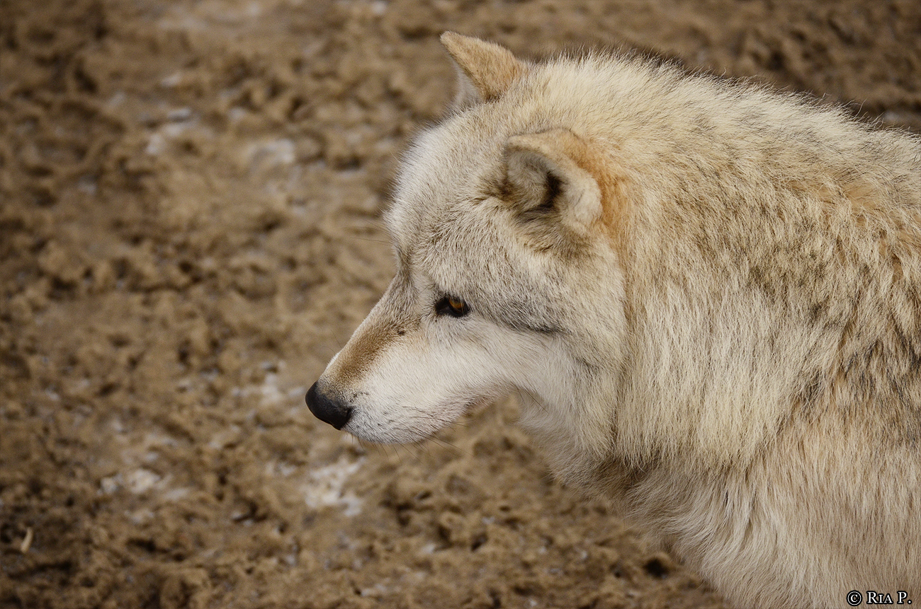 WolfScienceCenter1201Ria_Nanuk-03