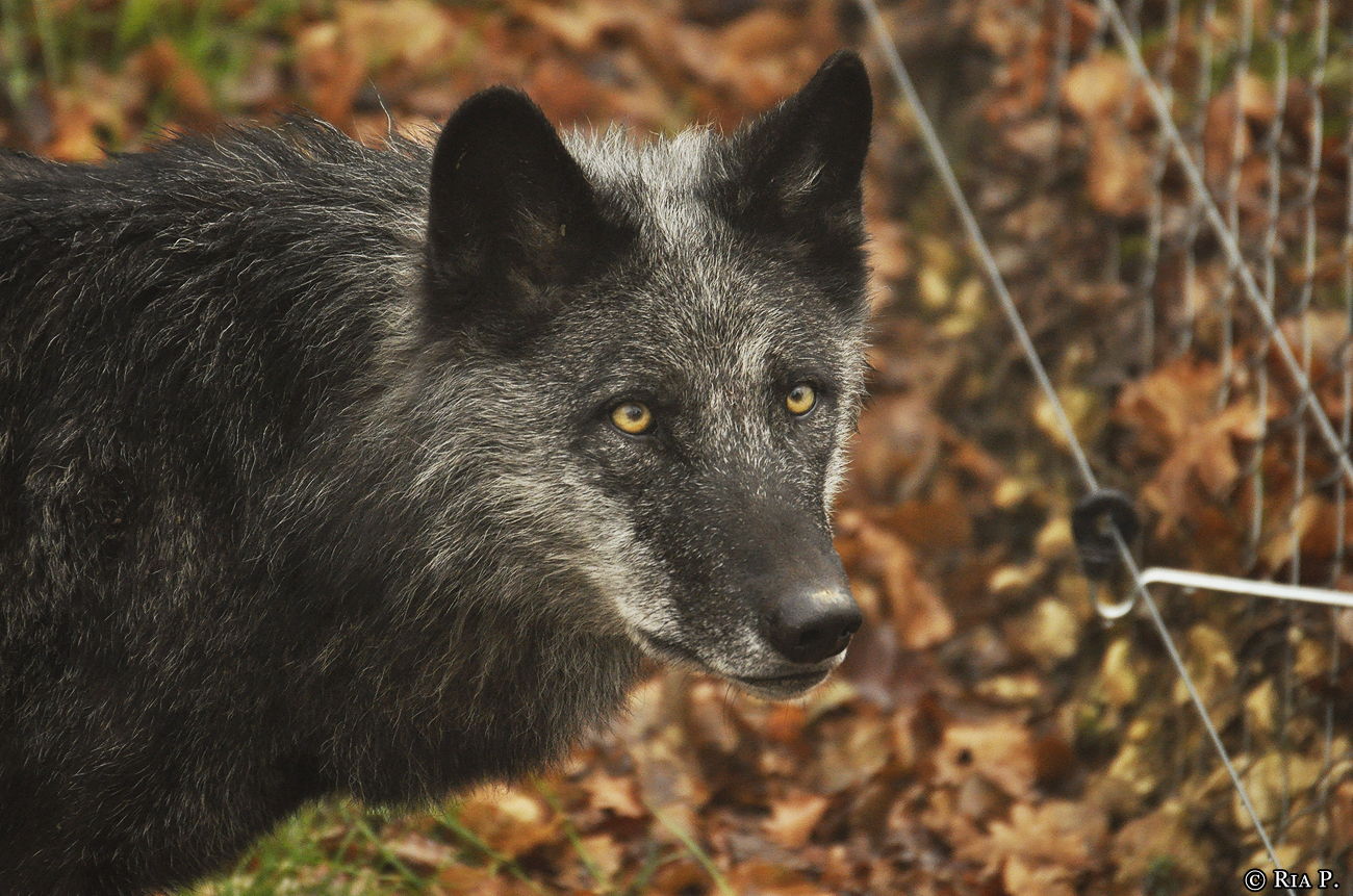 WolfScienceCenter1201Ria_Shima-1