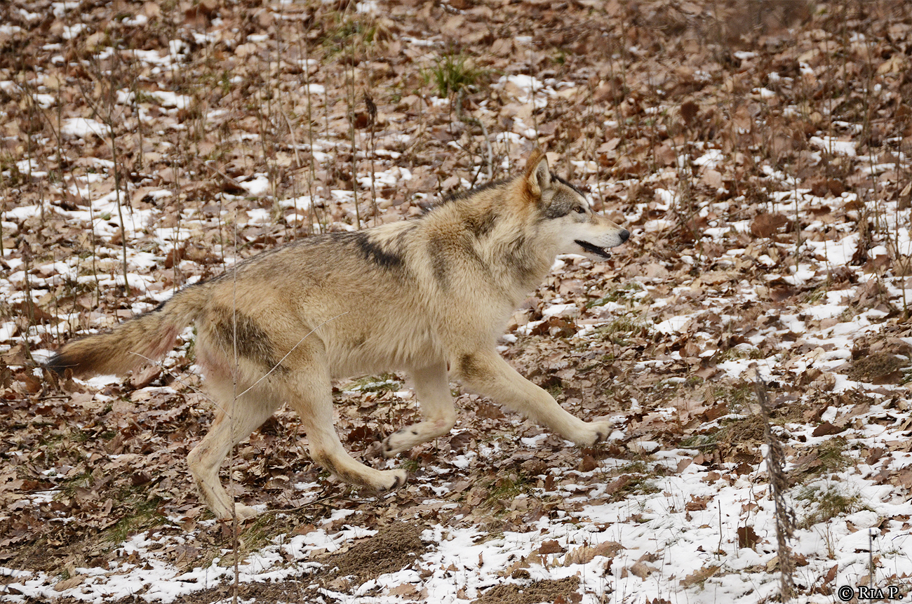 WolfScienceCenter1201Ria_Tala-03