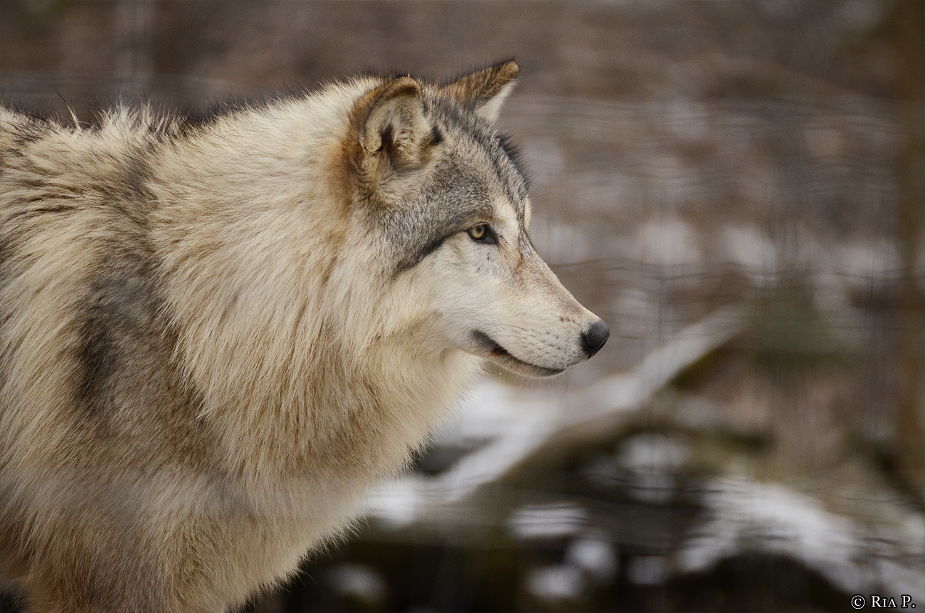 WolfScienceCenter1201Ria_Una-01