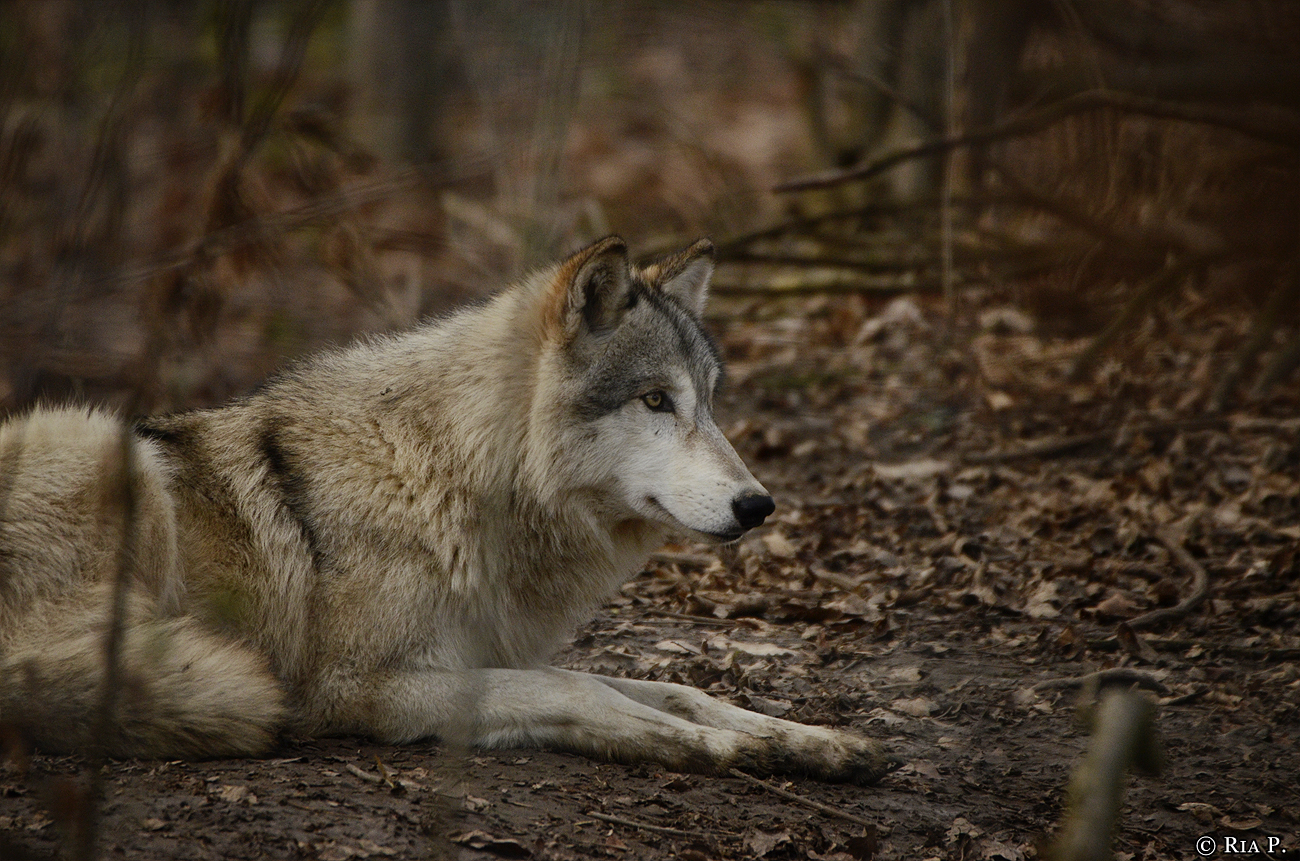 WolfScienceCenter1401Ria_Una-04