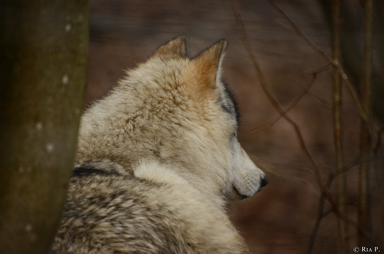 WolfScienceCenter1401Ria_Una-05