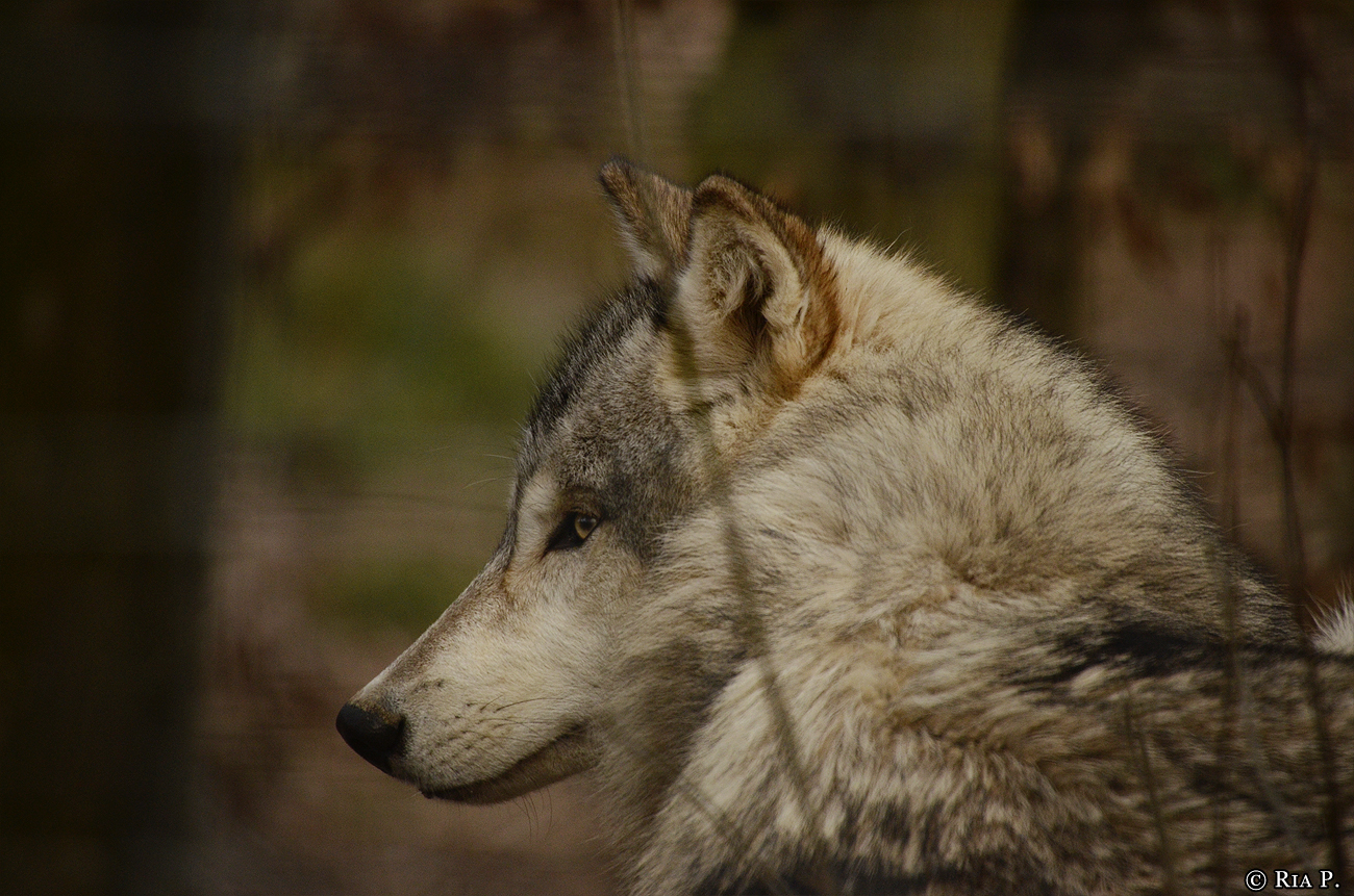 WolfScienceCenter1401Ria_Una-06