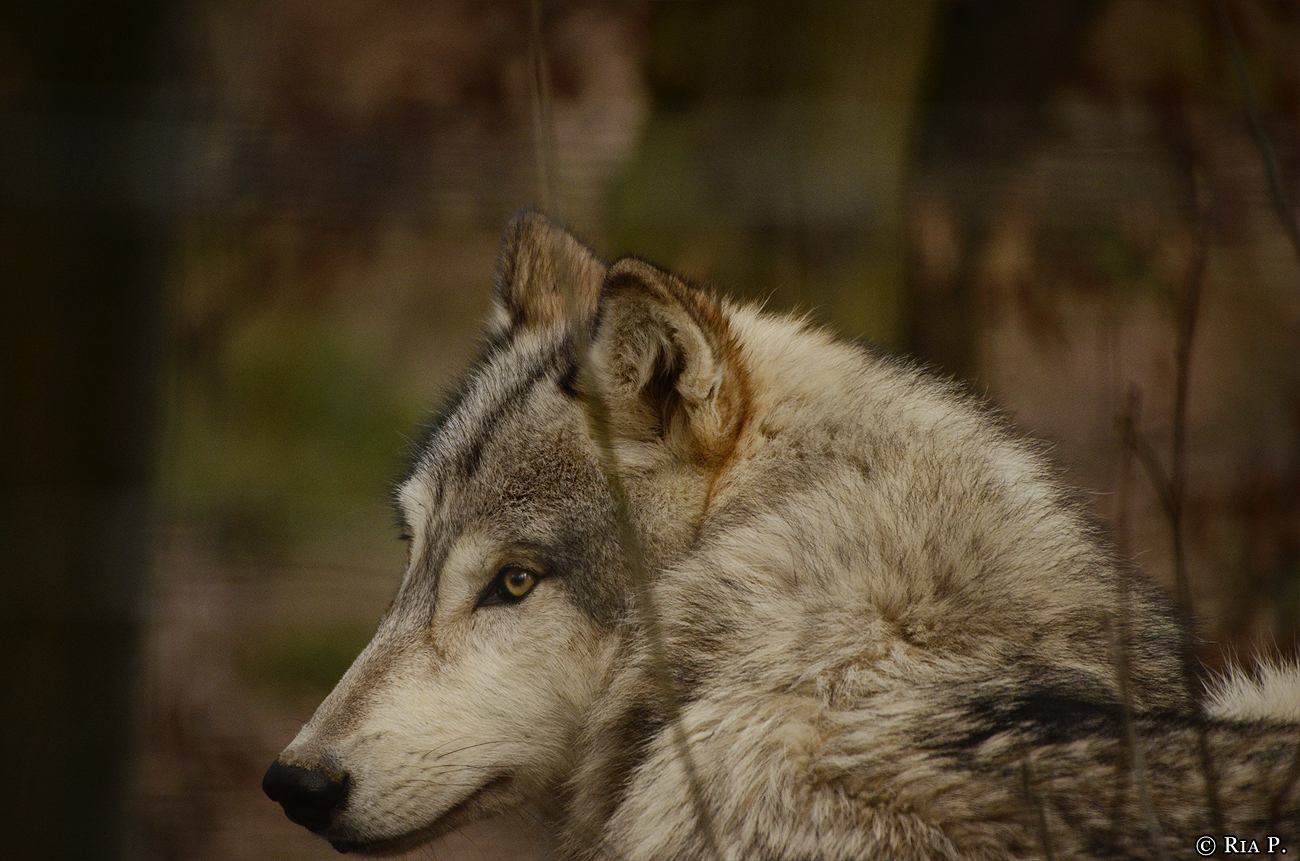 WolfScienceCenter1401Ria_Una-07