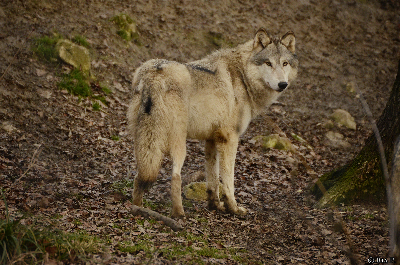 WolfScienceCenter1401Ria_Una-08