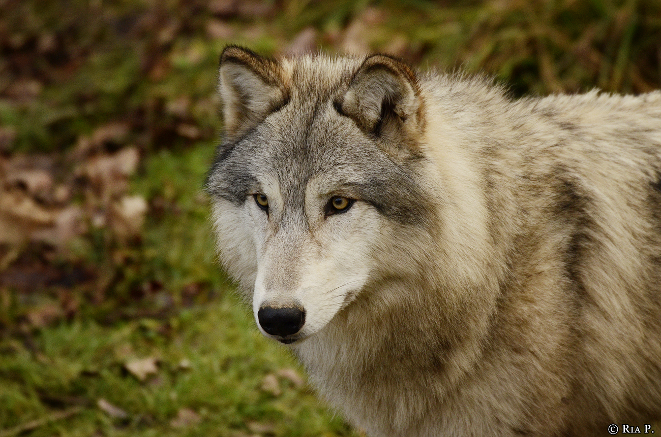 WolfScienceCenter1401Ria_Una-12