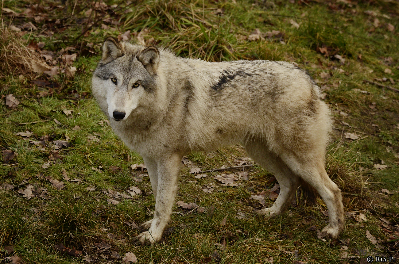 WolfScienceCenter1401Ria_Una-13