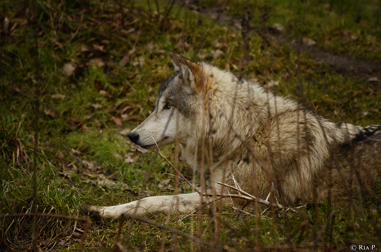 WolfScienceCenter1401Ria_Una-22