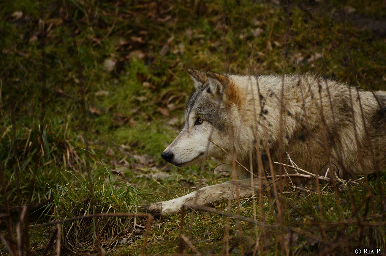 WolfScienceCenter1401Ria_Una-24