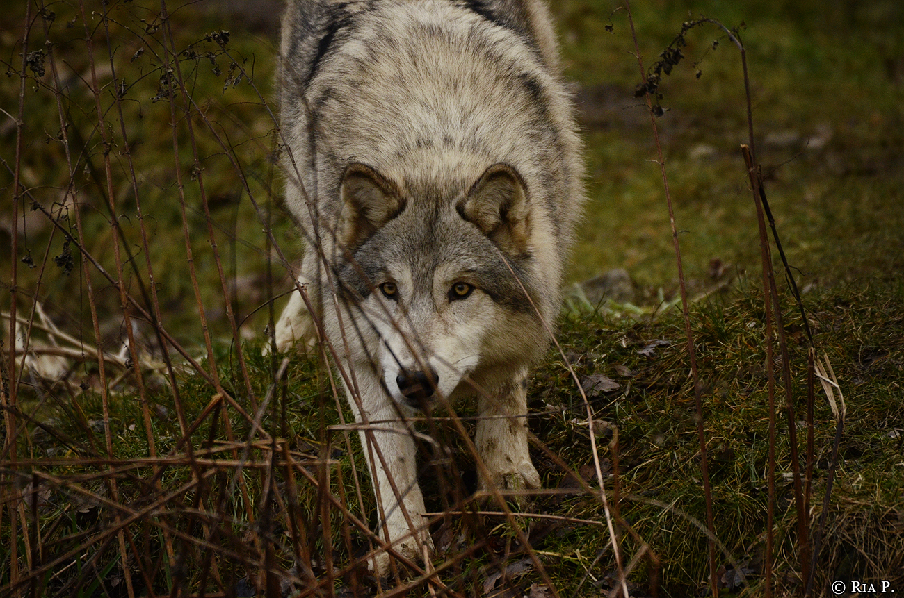 WolfScienceCenter1401Ria_Una-26