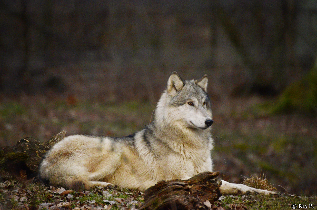 WolfScienceCenter1401Ria_Una-44